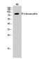 PI 3-kinase p85α Polyclonal Antibody